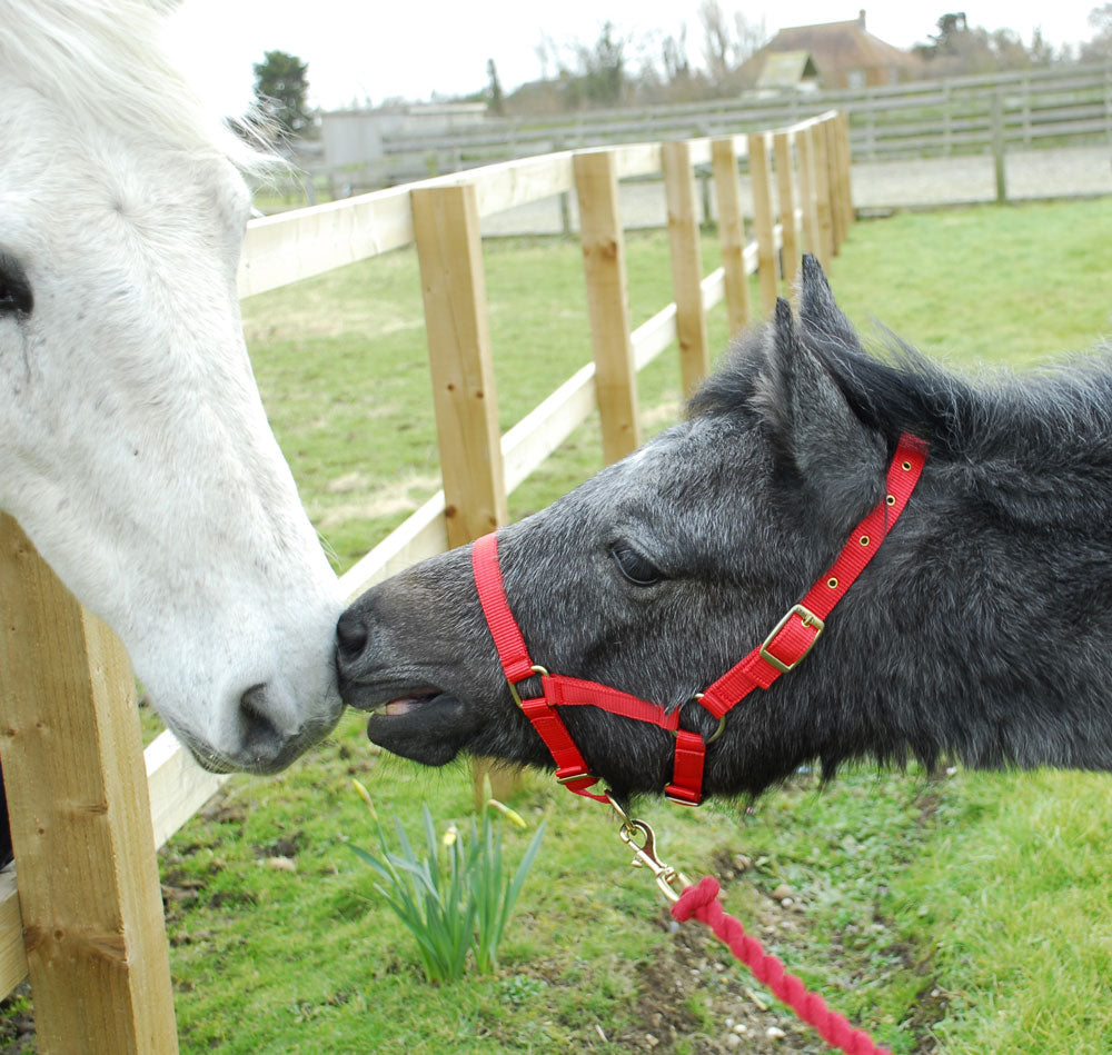 Rhinegold Nylon Foal/Mini Headcollar