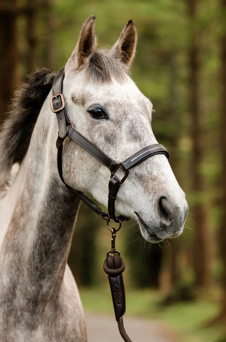 Cameo competition leather head collar and lead rope